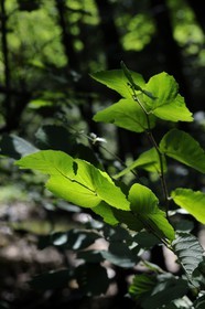 France, Var, Provence Verte, Tourves, Caramy Gorge, hazel leaf