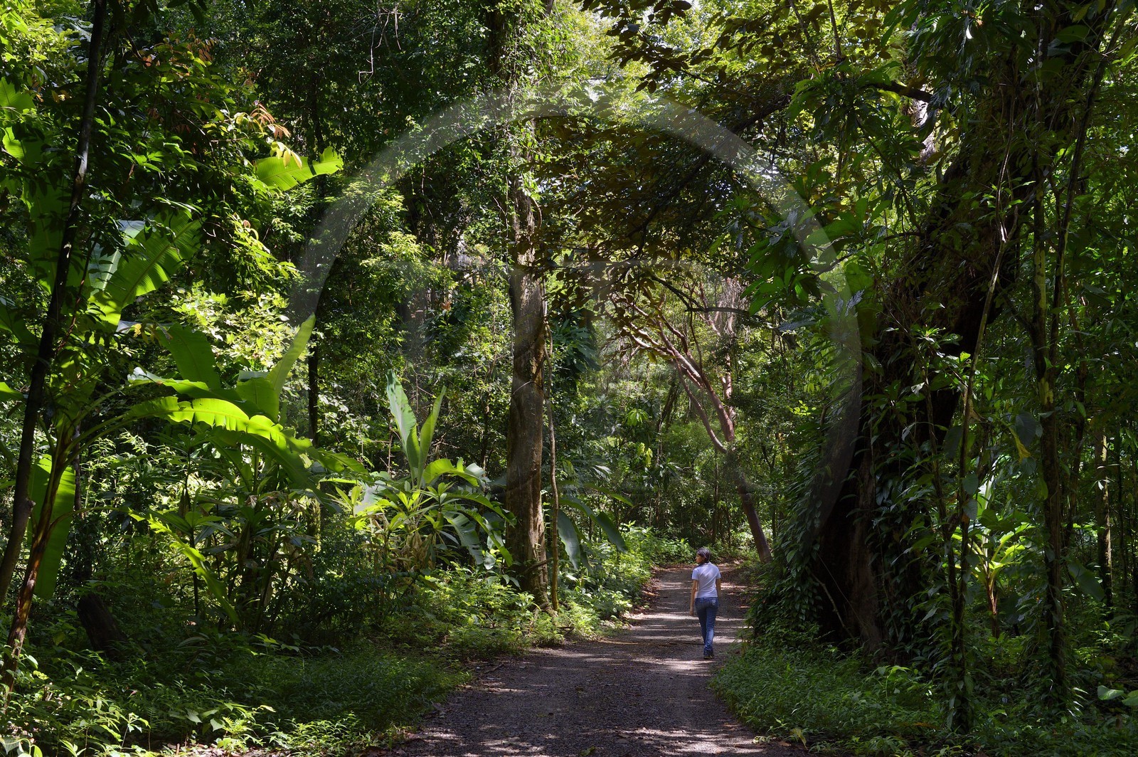 Panama, province de Chiriqui, Parc national marin du Golfe de Chiriqui, Isla Palenque, chemin traversant la forêt tropicale