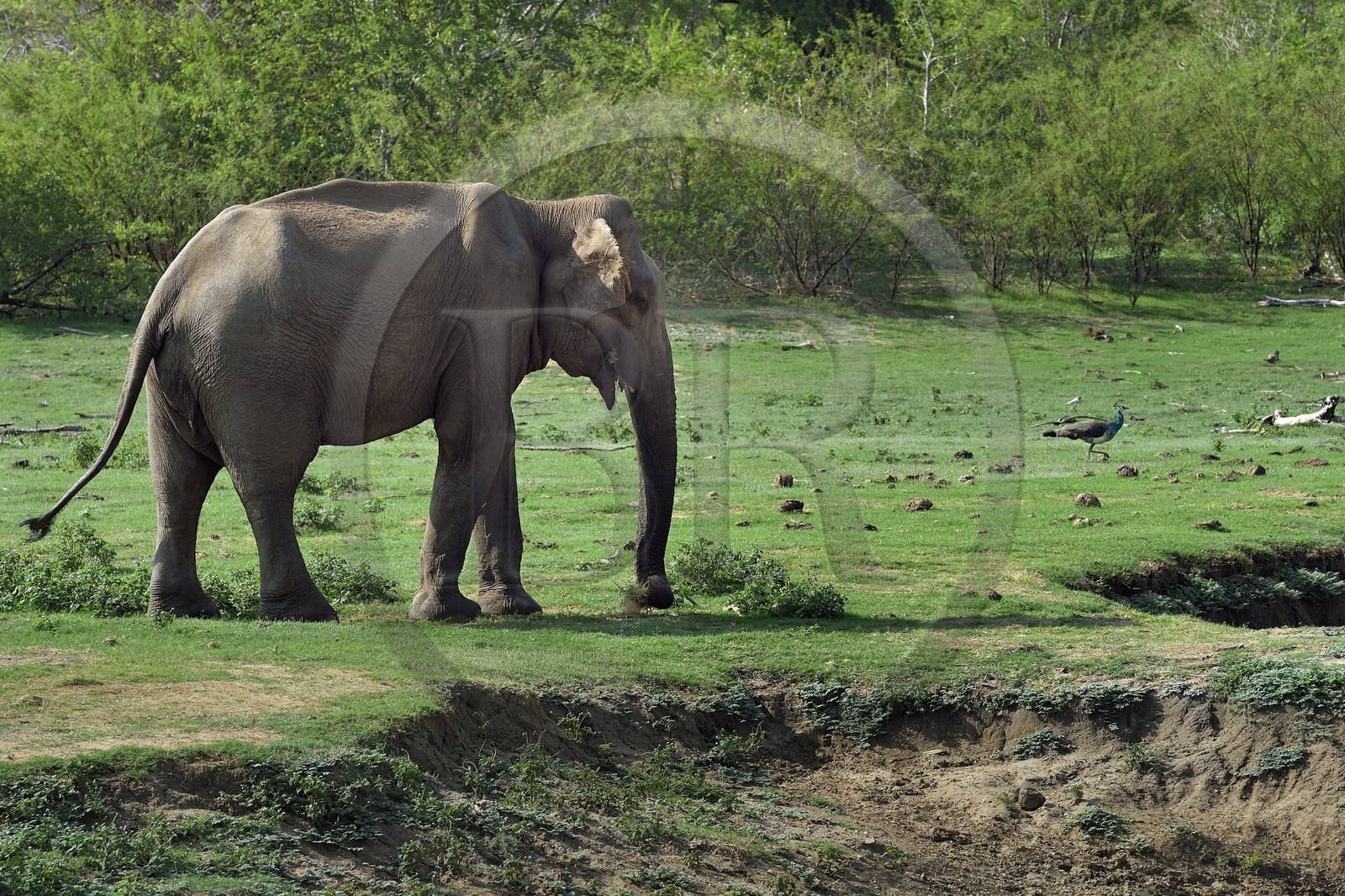 Sri Lanka, province d'Uva, Parc national d'Uda Walawe (Udawalawe National Park), éléphant d'Asie (Elephas maximus) et paon