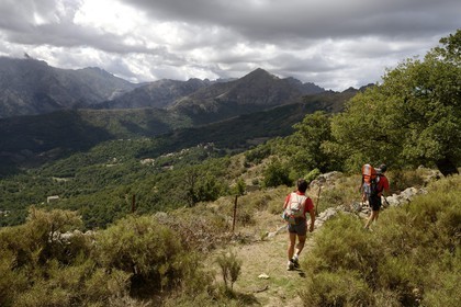France, Haute-Corse (2B), Balagne, vallée du Giussani dans le parc naturel régional, la forêt de Tartagine