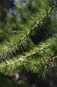 France, Alpes-Maritimes (06), parc national du Mercantour, vallée de la Valmasque, branche de Mélèze (Larix decidua)