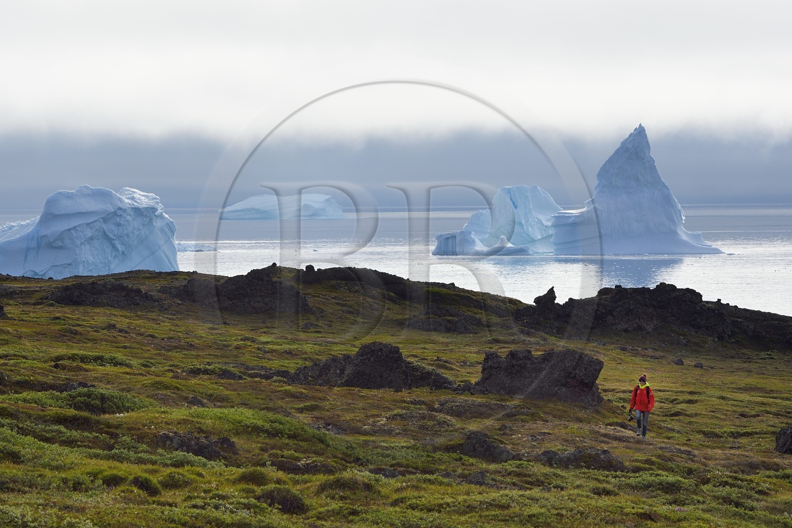 Greenland, west coast, Disko Island, Qeqertarsuaq village bay, hiker walking in the tundra and icebergs in the background