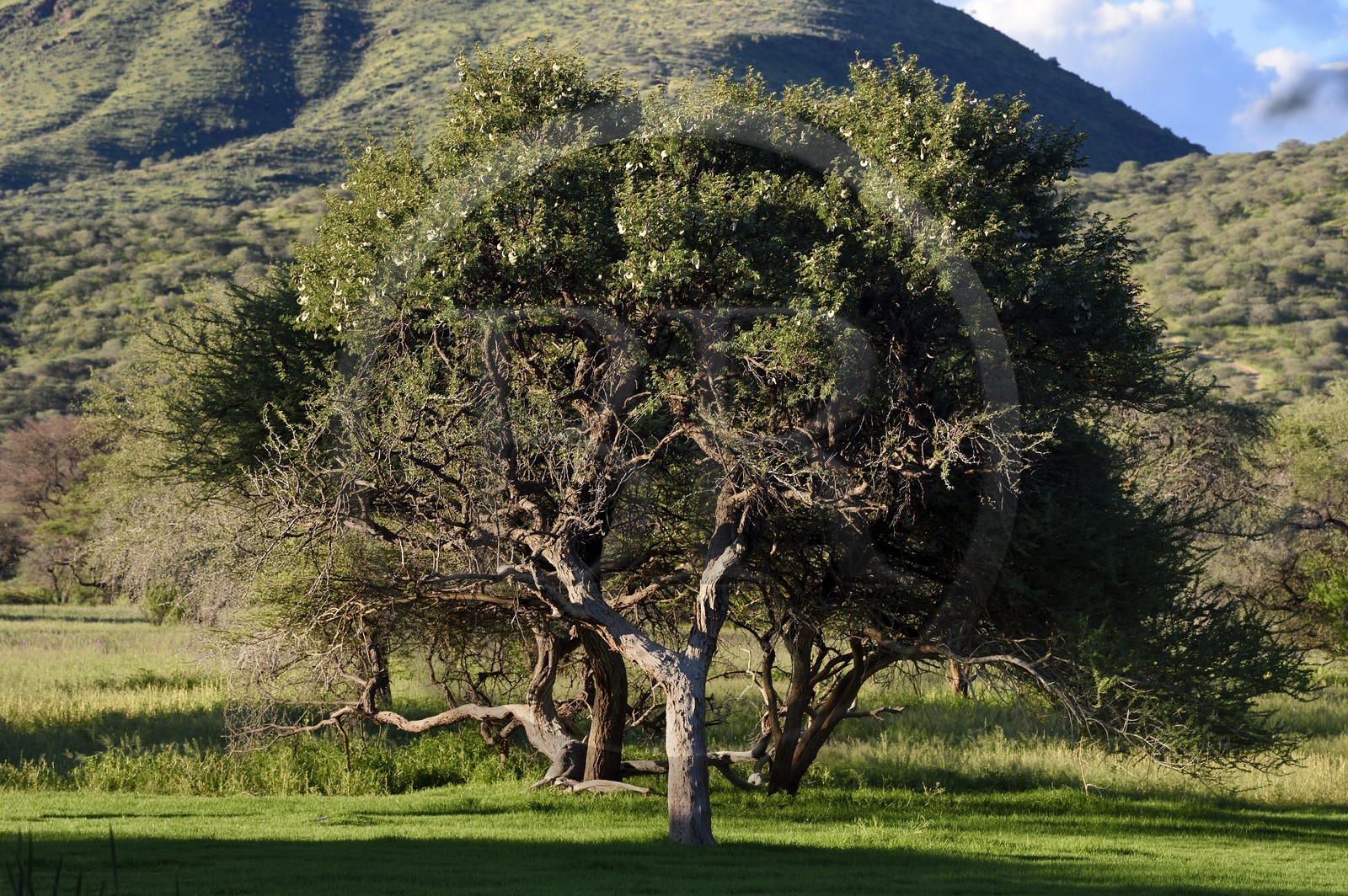 Namibie, région de Khomas, nord de Windhoek, Okapuka Ranch, acacia