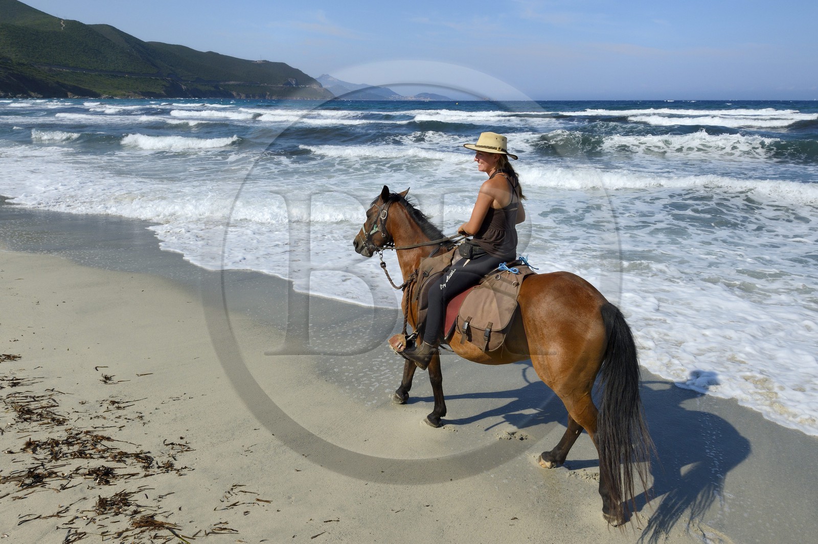 France, Haute-Corse (2B), Nebbio, désert des Agriates, Anse de Peraiola, cavalière sur la plage d'Ostriconi
