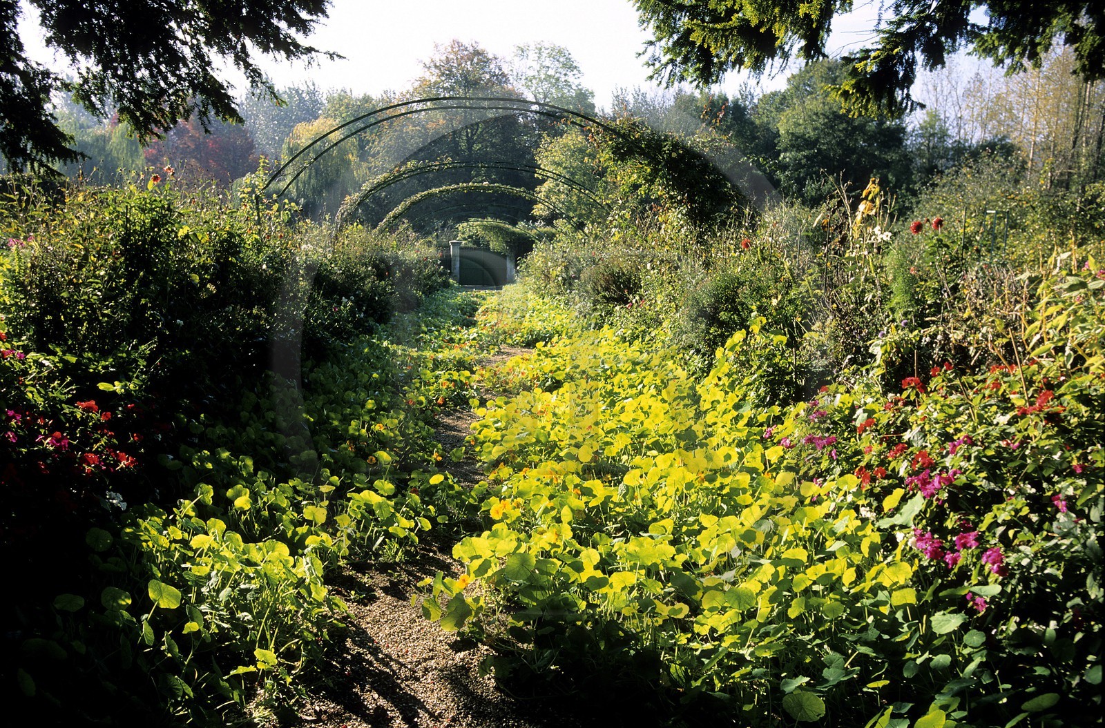France, Eure (27), Giverny, jardin de Claude Monet