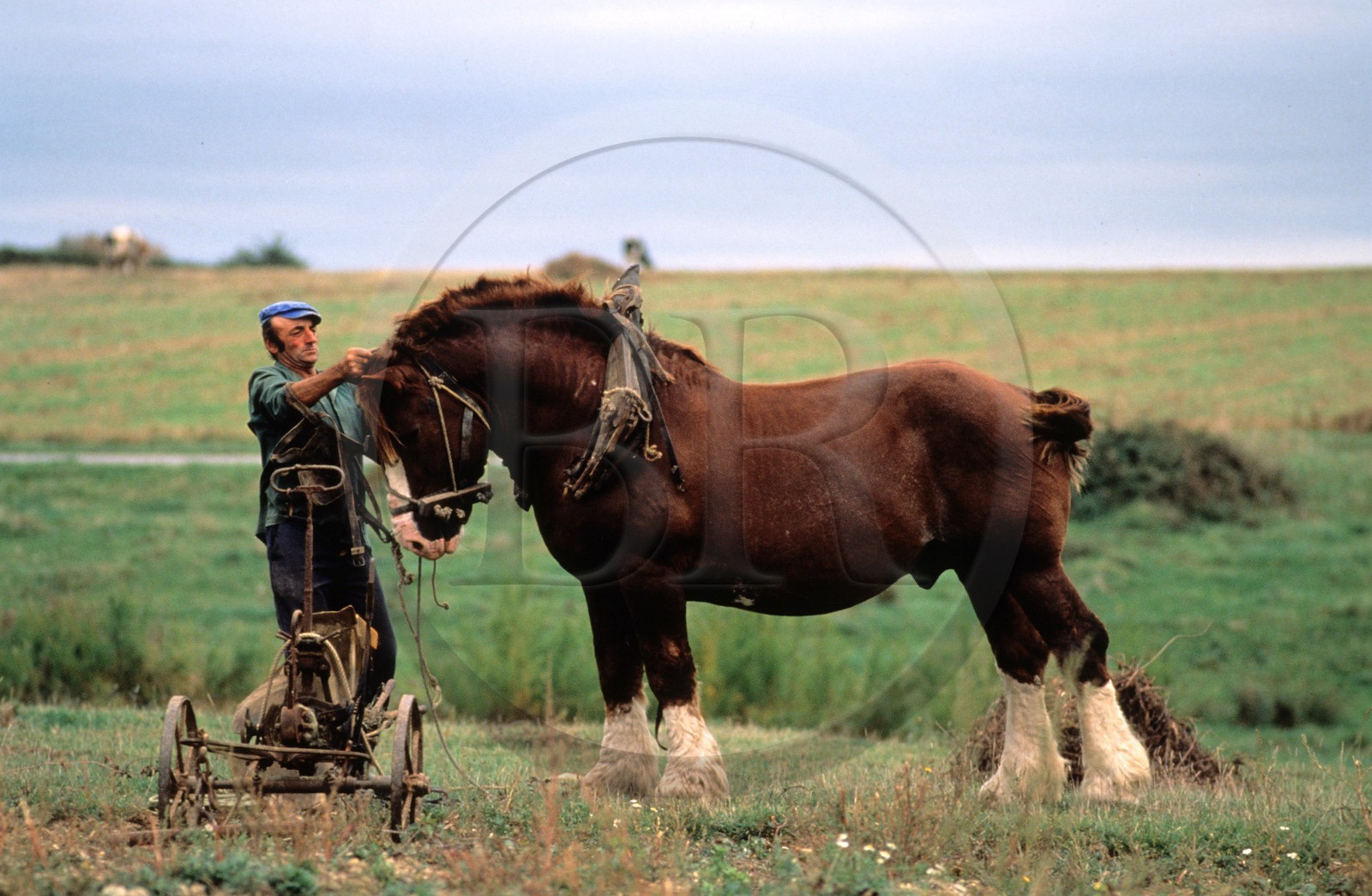 France, Morbihan (56), Belle-Ile, René Thomas, un des derniers agriculteur utilisant un cheval