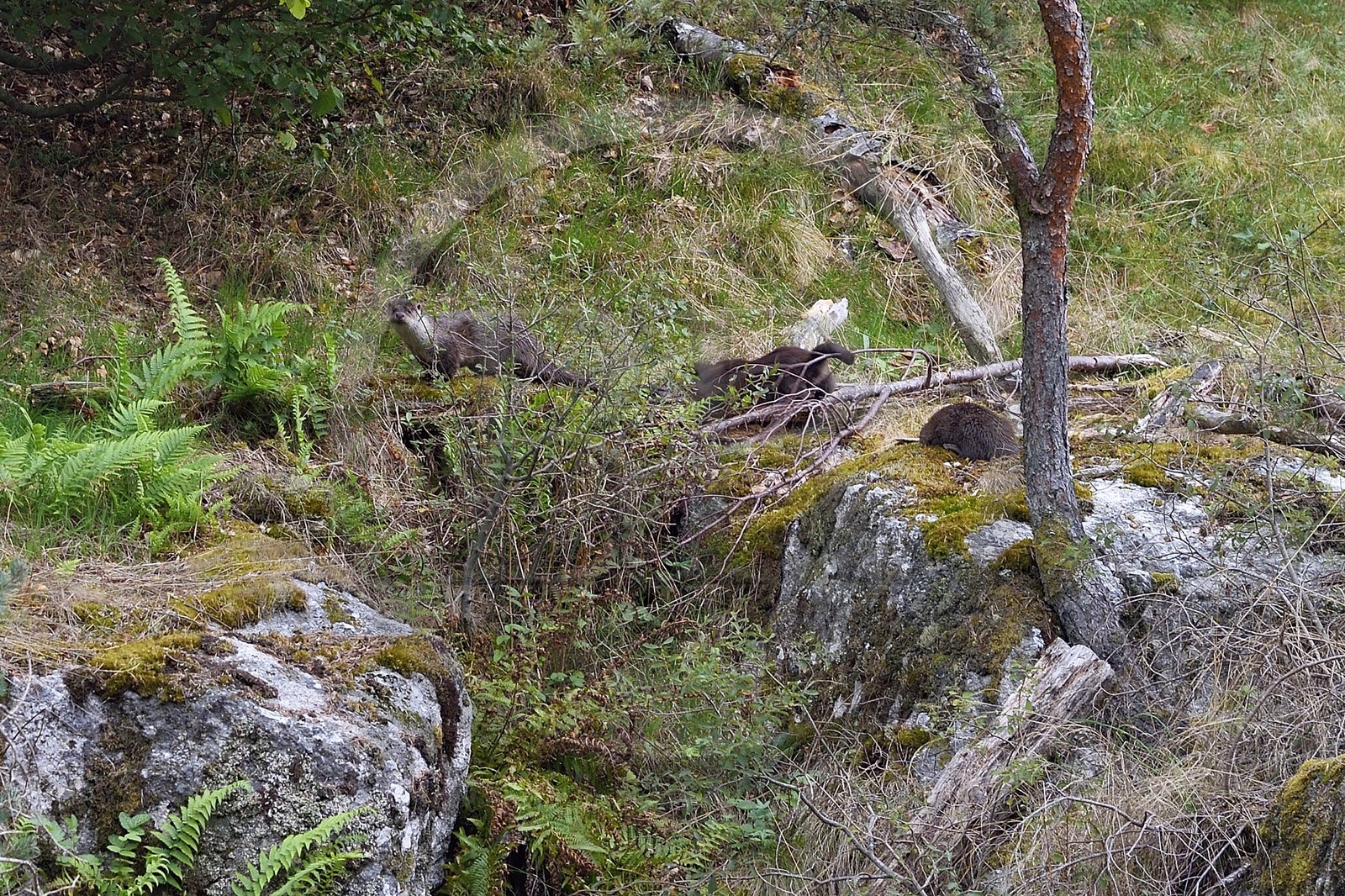 France, Lozère (48), Parc naturel régional de l'Aubrac, Saint-Juéry, les gorges de la rivière Bès, loutres d'Europe (Lutra lutra)