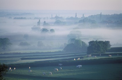 France, Saône-et-Loire (71), Mâconnais au petit matin, paysage de le région de Chapaize