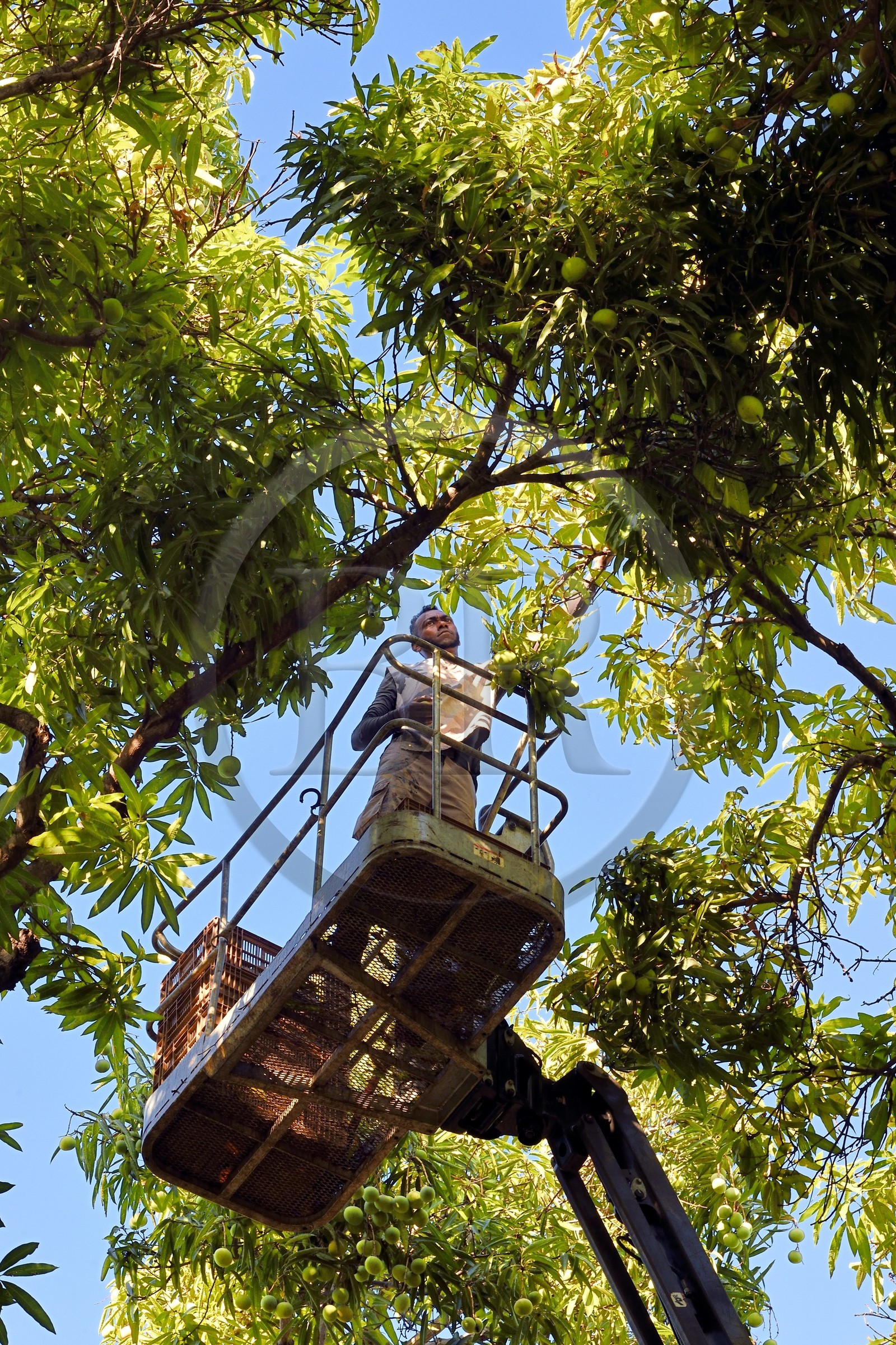 France, Reunion island (French overseas department), Saint-Paul, Laperrière mango orchard at Tour-des-Roches, harvesting mangoes by lifting platform in century-old mango trees