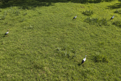 France, Deux-Sèvres (79), le Marais Poitevin, la Venise Verte, Le Vanneau-Irleau, cigognes dans un prè (vue aérienne)