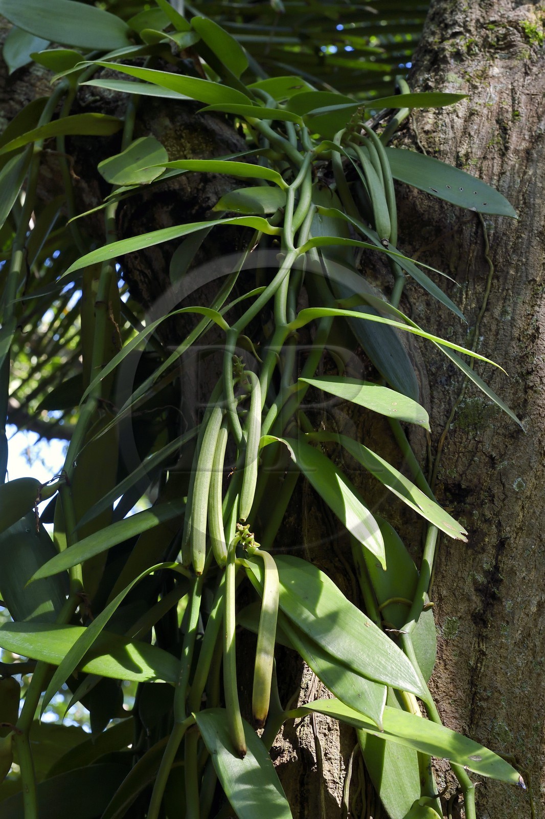 Sri Lanka, province du centre, district de Matale, Kawudupelella, Ranweli Spice Garden, gousses de vanille