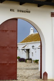Espagne, Andalousie, province de Séville, Utrera, domaine El Toruno, élevage de taureaux de combat