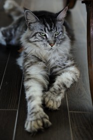 France, Ile de la Reunion, chat Main coon