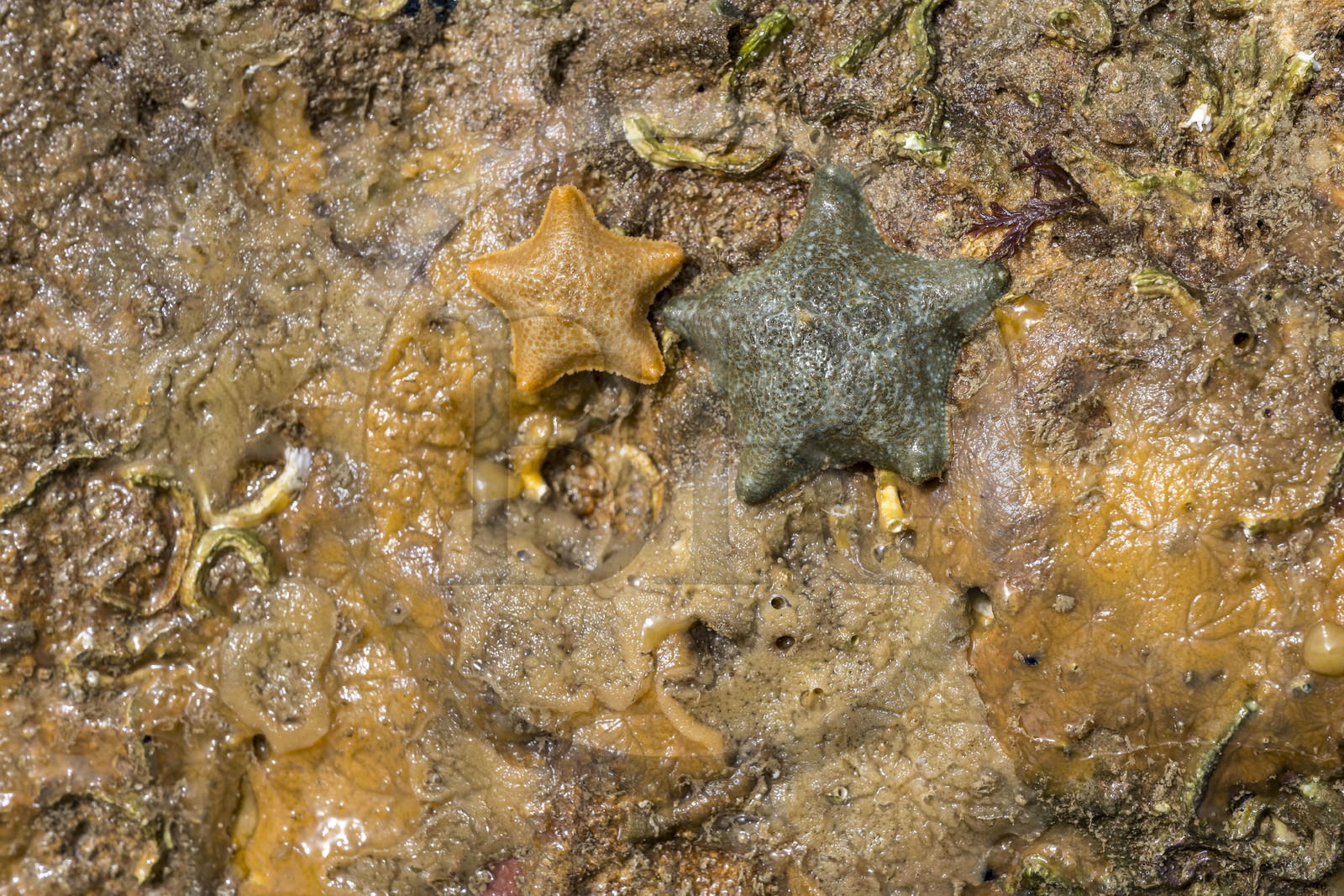 France, Charente-Maritime (17), Ile d'Oléron, Saint-Georges-d'Oléron, sur l’estran de la plage des Sables Vignier à marée basse, astérie bossue (Asterina gibbosa), étoile de mer vivant sous les rochers
