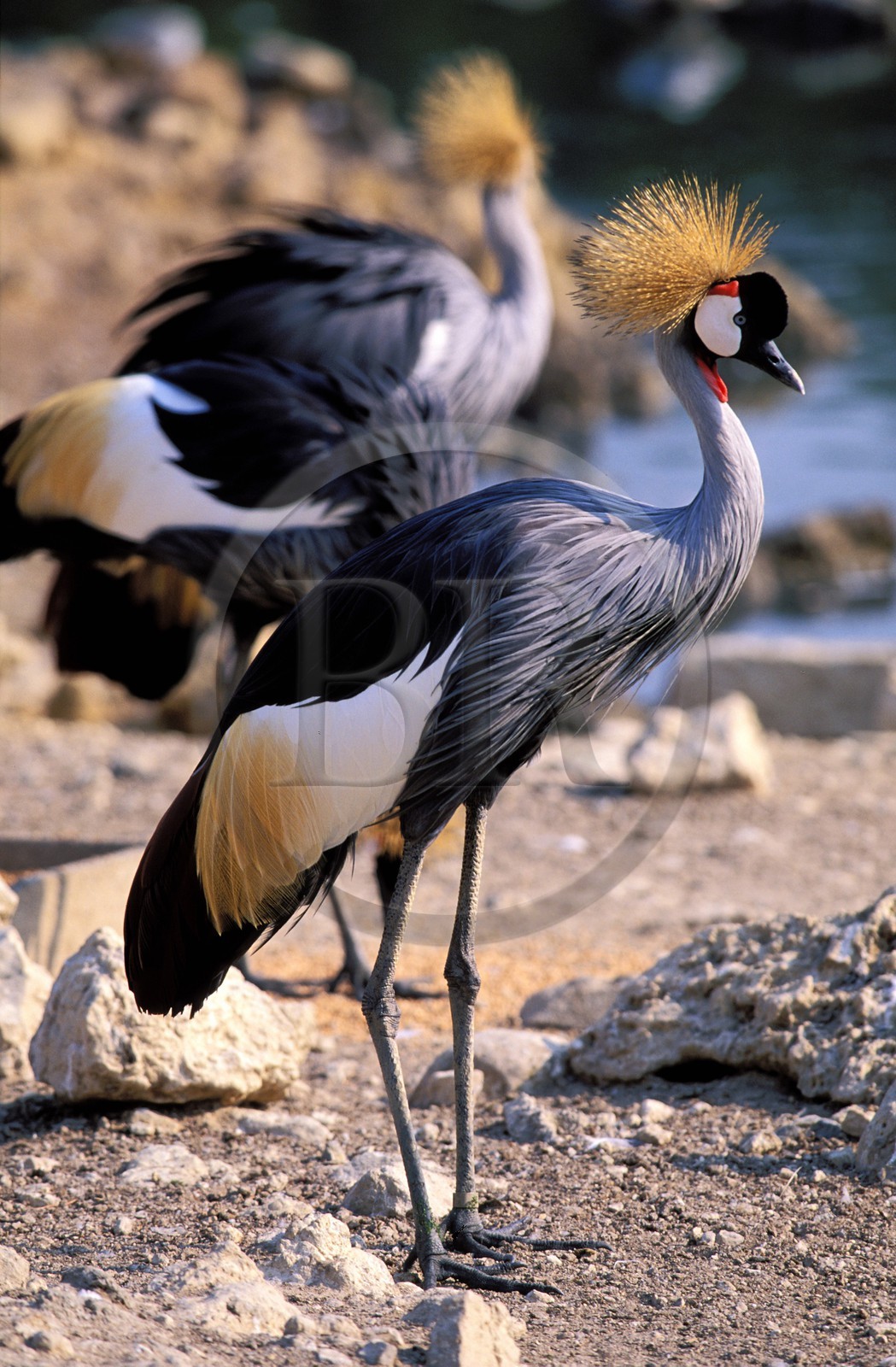 France, Aude (11), la réserve africaine de Sigean, une grue royale