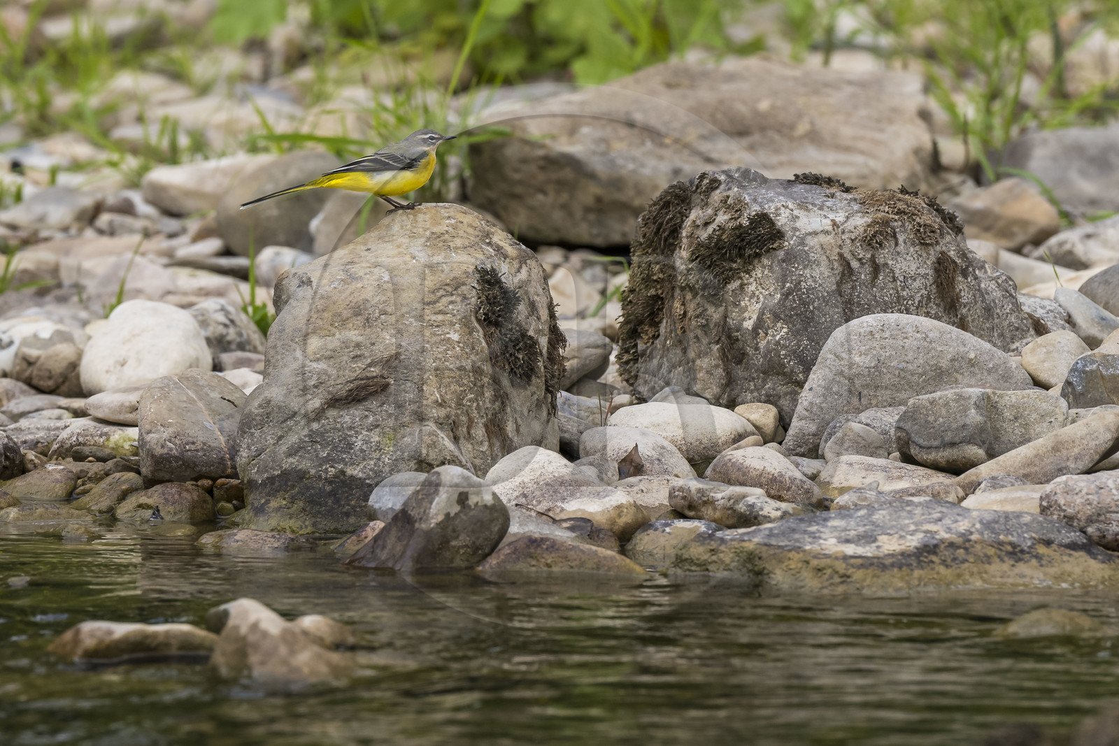 France, Aveyron, Grands Causses regional natural park, Millau, banks of the Tarn river, grey wagtail (Motacilla cinerea)