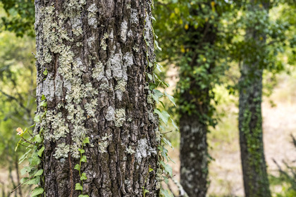 France, Var (83), Provence Verte, Bras, Académie du Bain de Forêt Provençale, forêt du domaine Le Peyrourier - une campagne en Provence