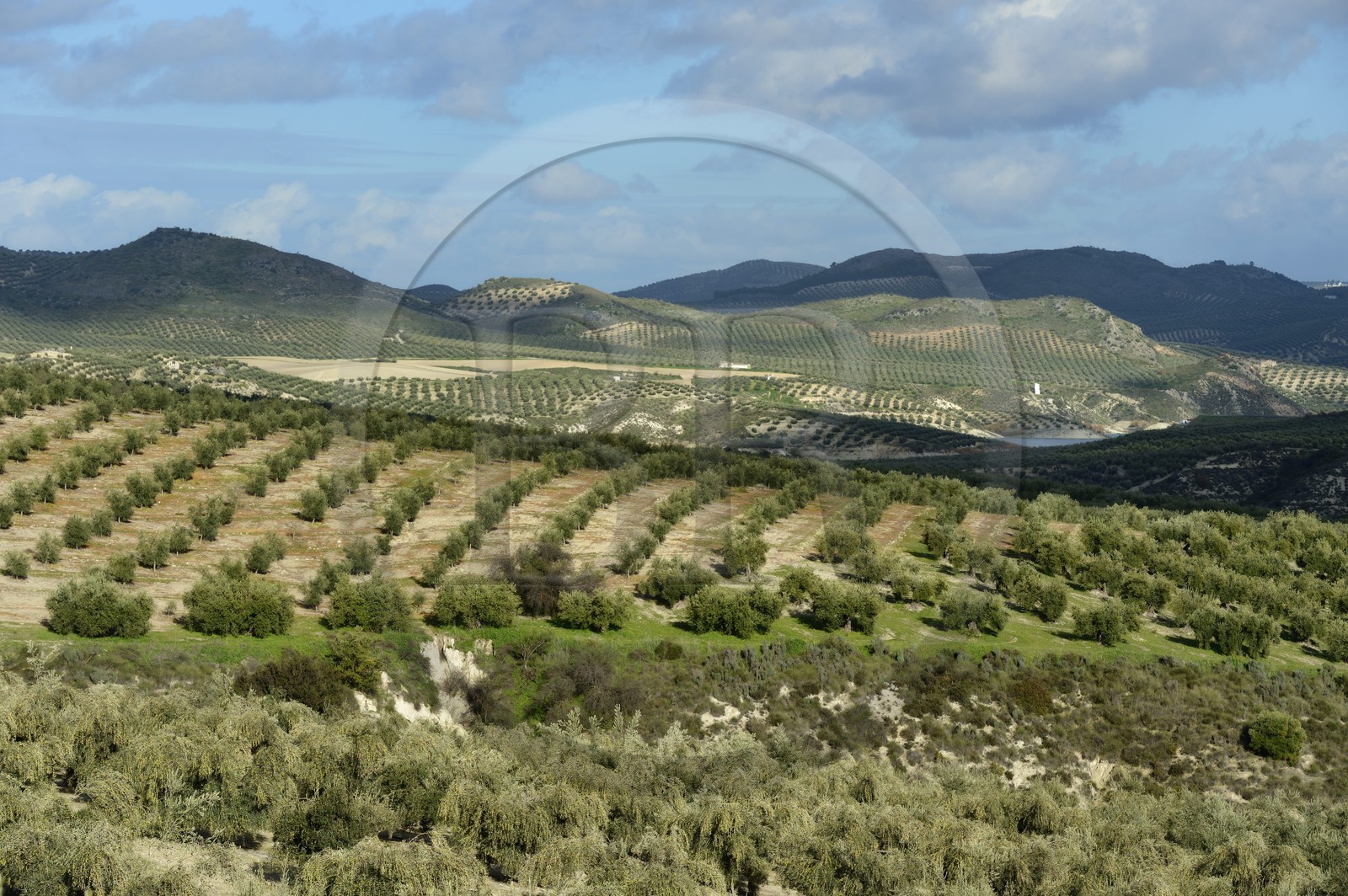 Spain, Andalusia, Jaén Province, olive groves south of Martos between Baena and Alcaudete