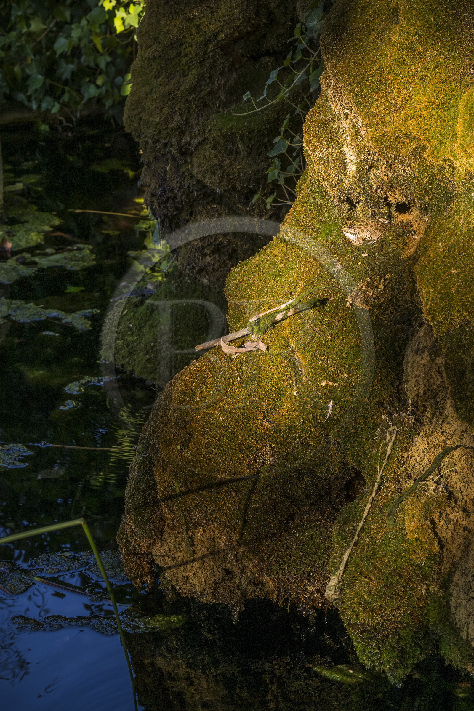 France, Var (83), Provence Verte, Bras, vers Saint-Maximin-la-Sainte-Baume, la maison d'hotes Le Peyrourier - une campagne en Provence