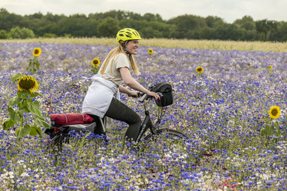 France, Maine-et-Loire (49), vallée de la Loire classée au Patrimoine Mondial par l'UNESCO, Saumur vers Saint-Hilaire, randonnée à bicyclette, cycliste dans un champ de bleuets (Cyanus segetum)