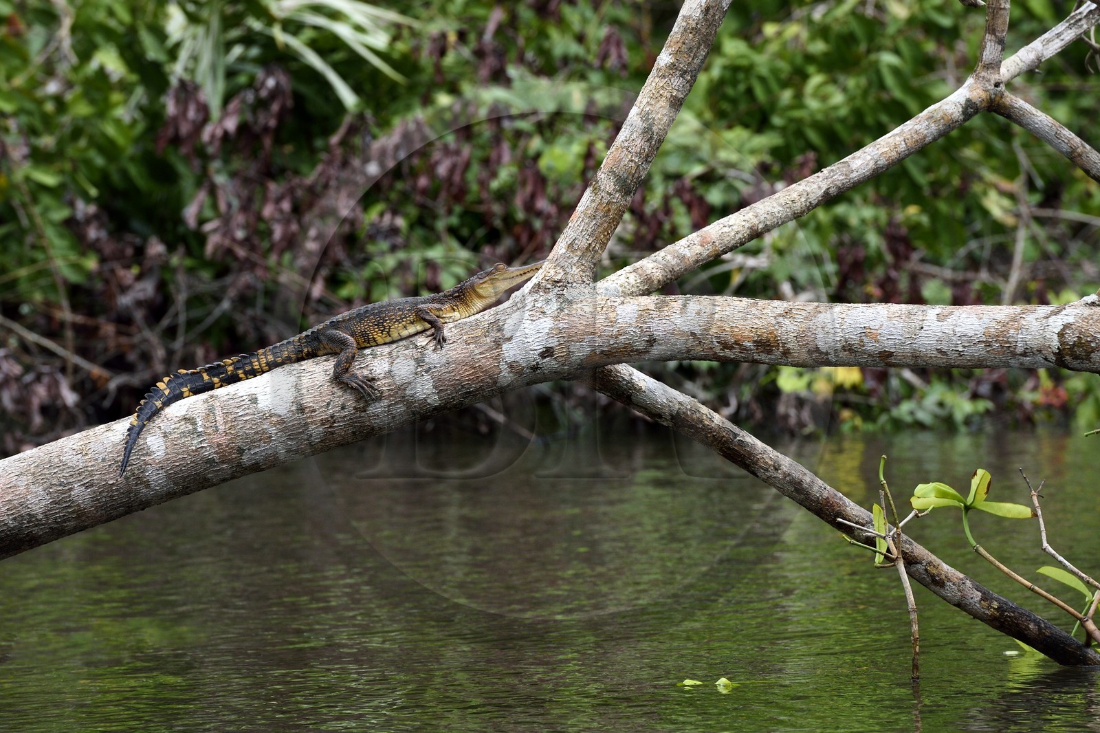 Gabon, province de Ogooué- Maritime, Parc National du Loango, site de Akaka dans la lagune du Fernan Vaz (Nkomi), Faux-gavial d'Afrique ou Crocodile à nuque cuirassée (Mecistops cataphractus)