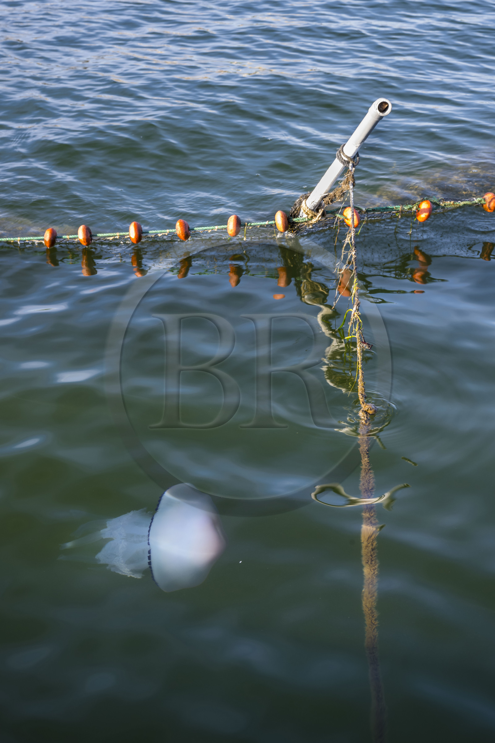 France, Herault, Sete, Etang de Thau, the warty comb jelly or mnemiopsis leidyi invades the lagoons of the Mediterranean Sea