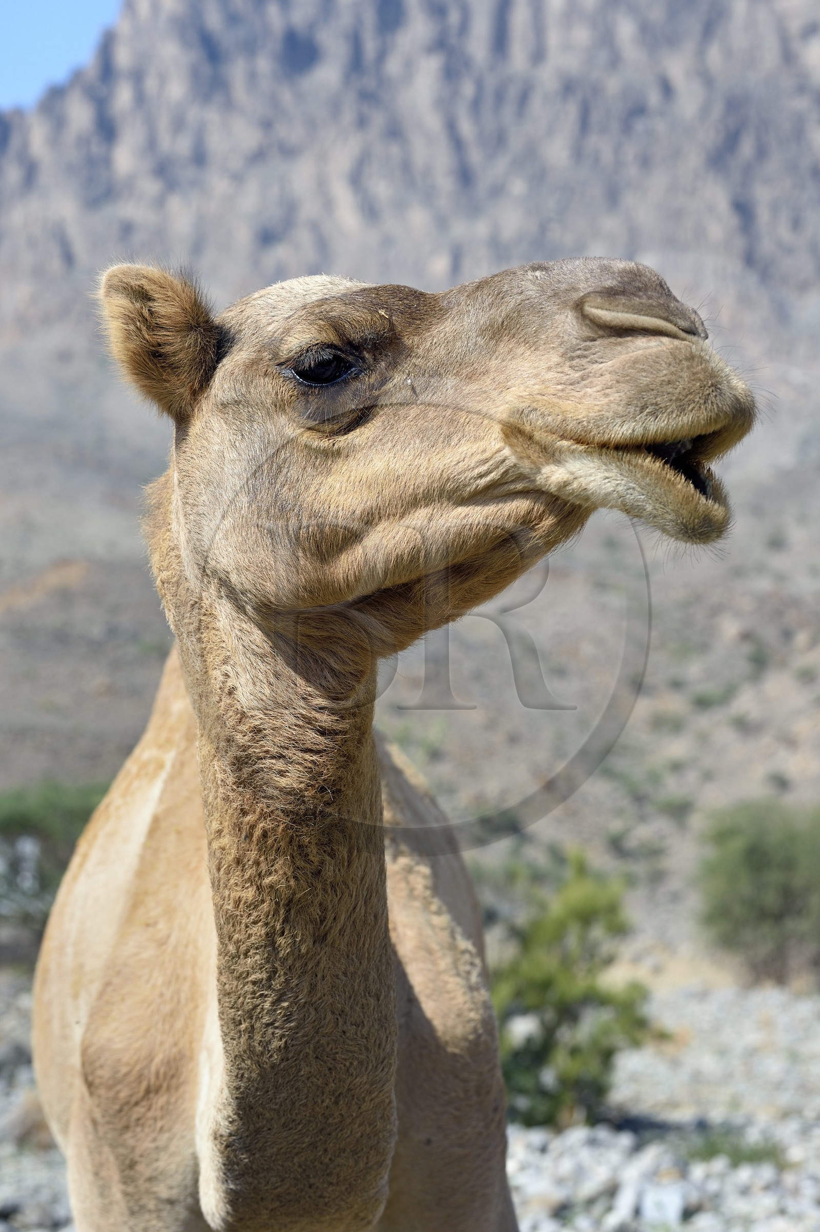 Sultanat d'Oman, gouvernorat de Al-Batina du Sud, Hajar occidental, Wadi Mistall, village de Ghubrah, dromadaire