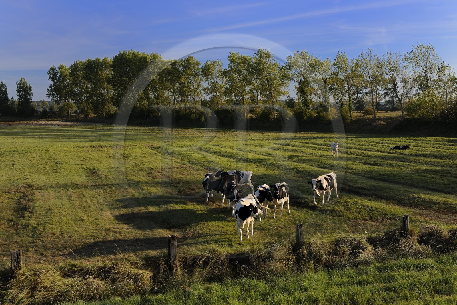 France, Ille-et-Vilaine (35), le polder du Mont-Saint-Michel, vaches dans les prés