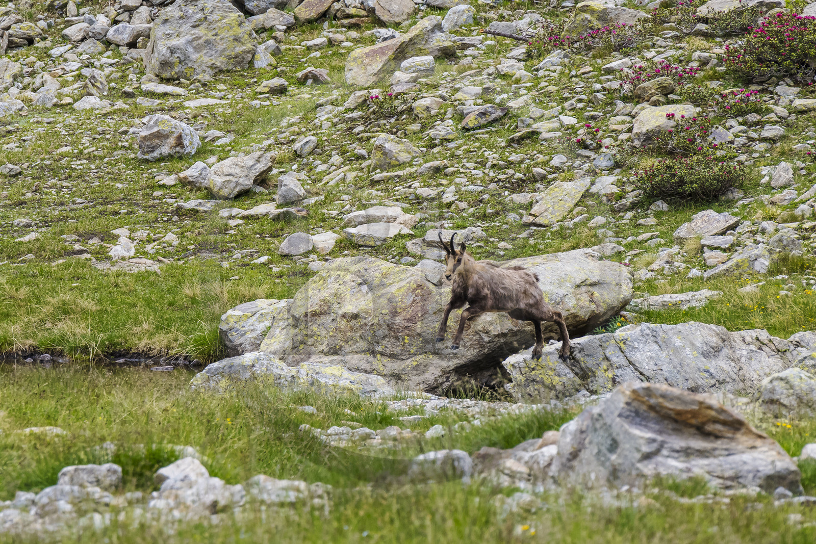 France, Alpes-Maritimes (06), parc national du Mercantour, Haute-Vésubie, Saint-Martin-Vésubie, Val du Haut Boréon, le saut du chamois (Rupicapra rupicapra) vers le lac de Trécolpas