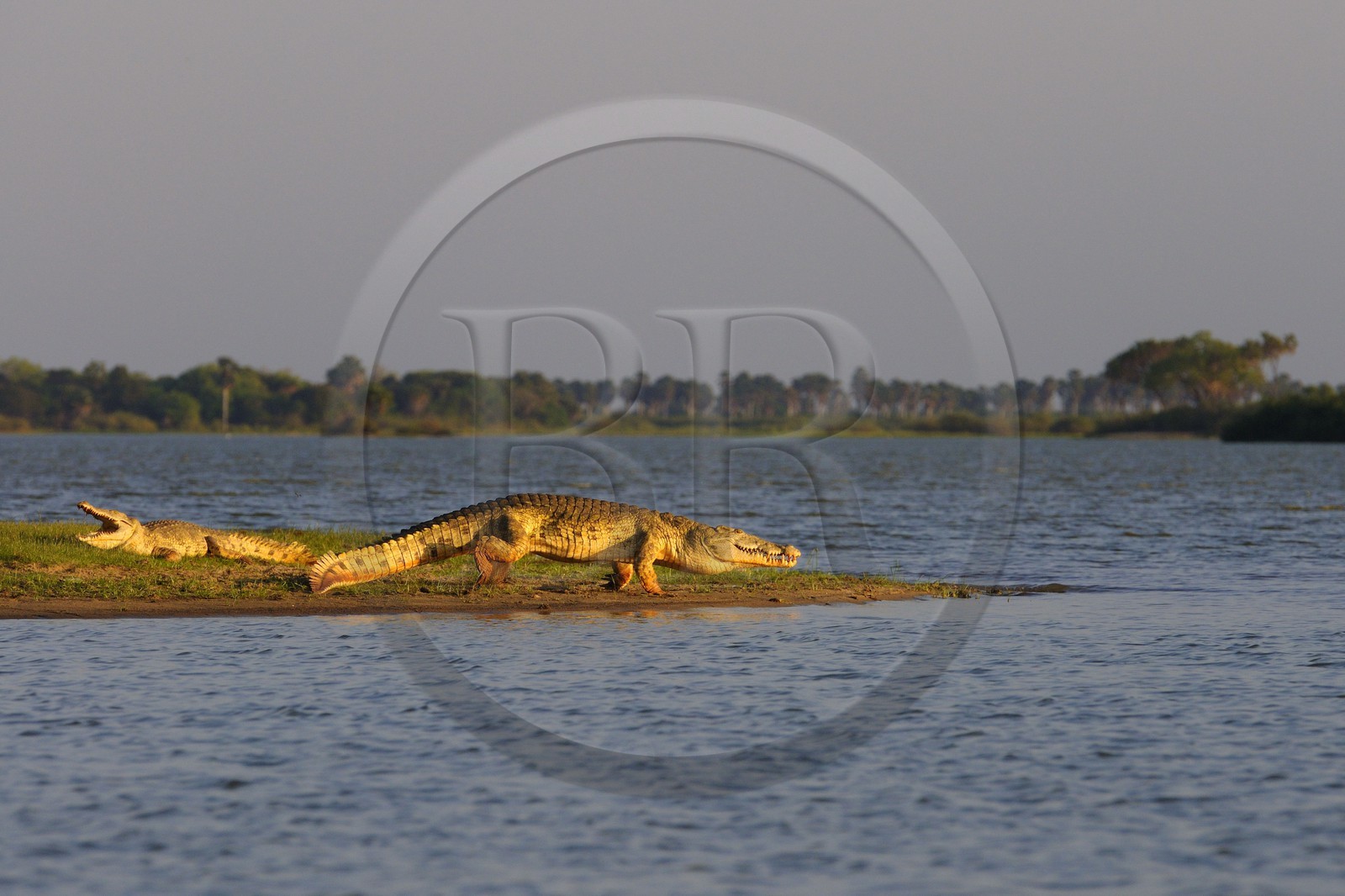 Tanzanie, Reserve de gibier de Selous une des plus grandes zones protégées au monde et inscrite sur la liste du patrimoine mondial de l’Unesco depuis 1982, crocodiles du Nil (Crocodylus niloticus) sur le lac Nzerakera formé par la rivière Rufiji