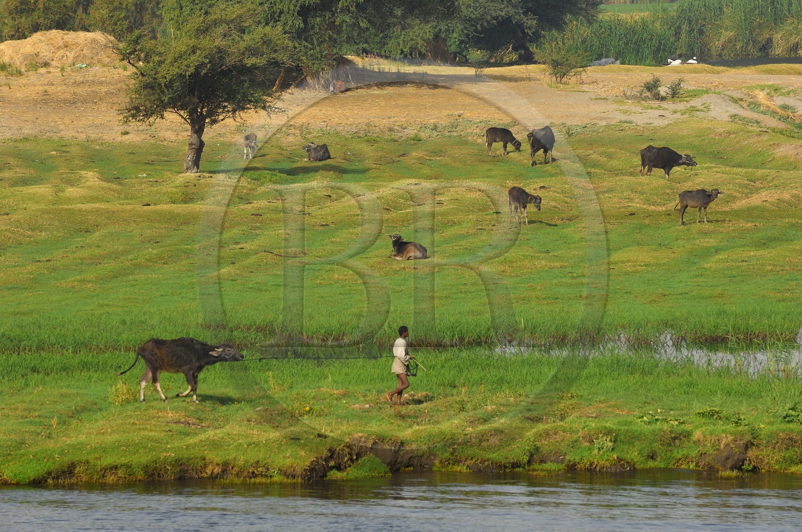 Egypte, Haute Egypte, vallée du Nil, le Nil entre Kom Ombo et Assouan