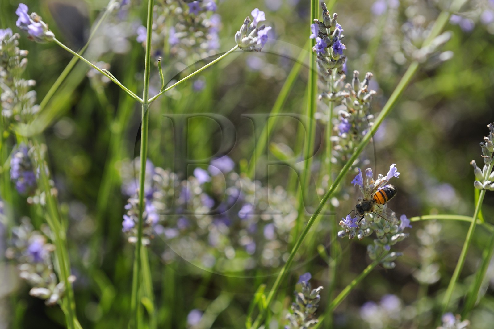 France, Var (83), Provence Verte, Bras, la maison d'hôtes Le Peyrourier une campagne en Provence, abeille butinant de la lavande