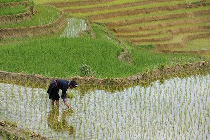 Vietnam, province de Lao Cai, région de Nord-Ouest de Sapa, femme de la minorité Hmong Bleu dans les rizières