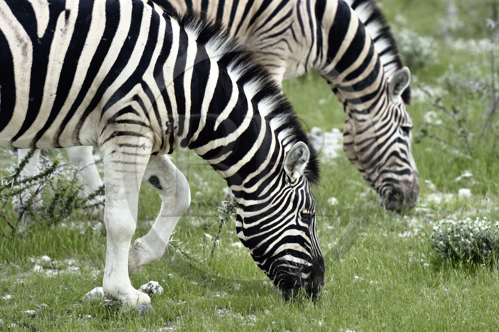 Namibie, région de Oshikoto, Parc National d'Etosha, zèbres de Burchell (Equus burchellii)