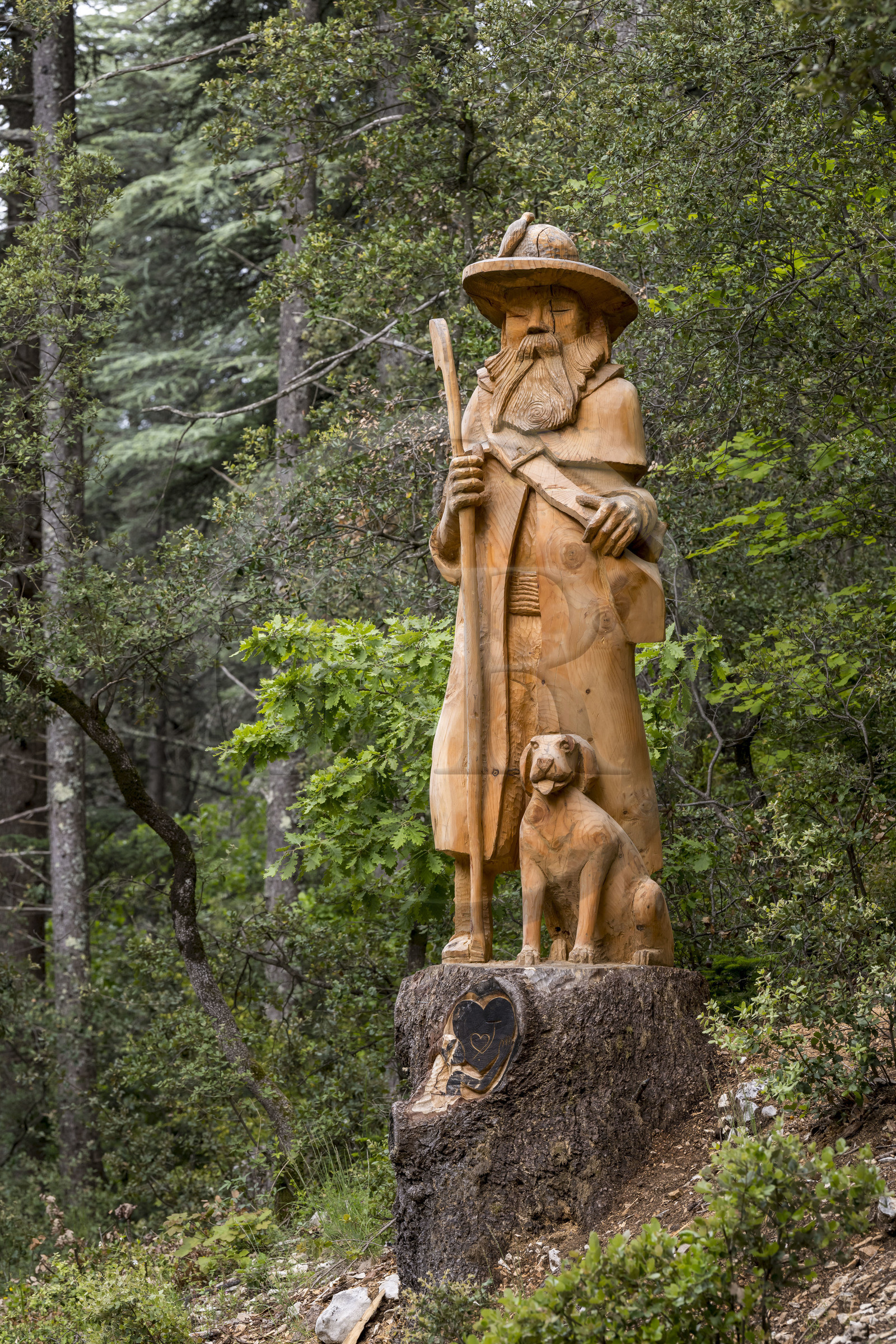 France, Vaucluse, Parc Naturel Regional du Mont Ventoux, Bedoin, bike ascent of Mont Ventoux by the D974 road on the southern slope, sculpture in a cedar trunk of the Shepherd and his Dog (2023) by the sculptor Jacques Marcy