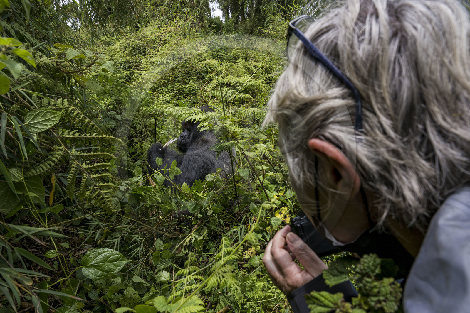 Rwanda, Province du Nord, Parc National des Volcans dans la chaine des Monts Virunga, mont Karisimbi, touriste observant des gorilles des montagnes  (Gorilla beringei beringei) du groupe Susa