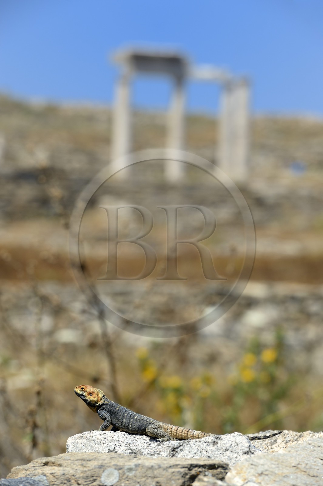 Grèce, île de Delos, classée Patrimoine Mondial de l'UNESCO, site archéologique de Délos, sanctuaire d'Apollon, la plus grande cité antique de la mer Egée, lézard