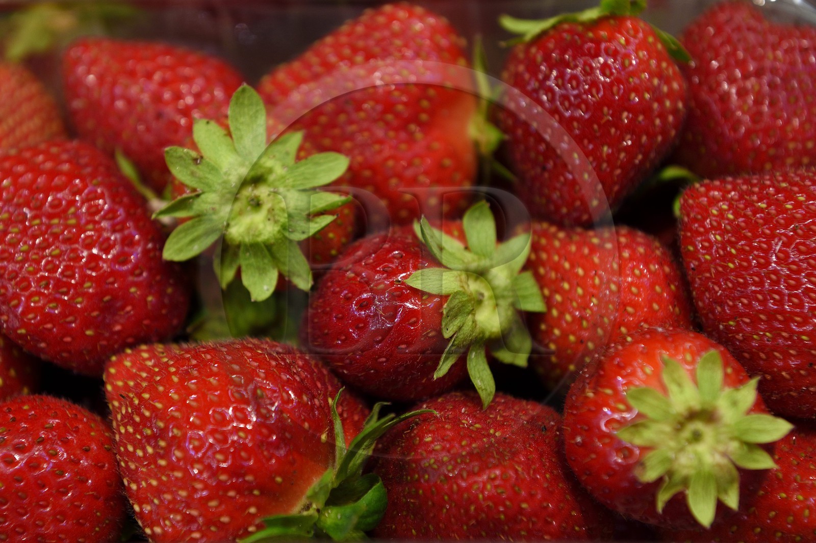 France, Dordogne (24), Périgord Noir, vallée de la Dordogne, Sarlat-la-Canéda, fraises du Périgord