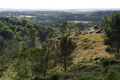 France, Morbihan (56), forêt de Brocéliande, Tréhorenteuc, la lande du Val sans retour