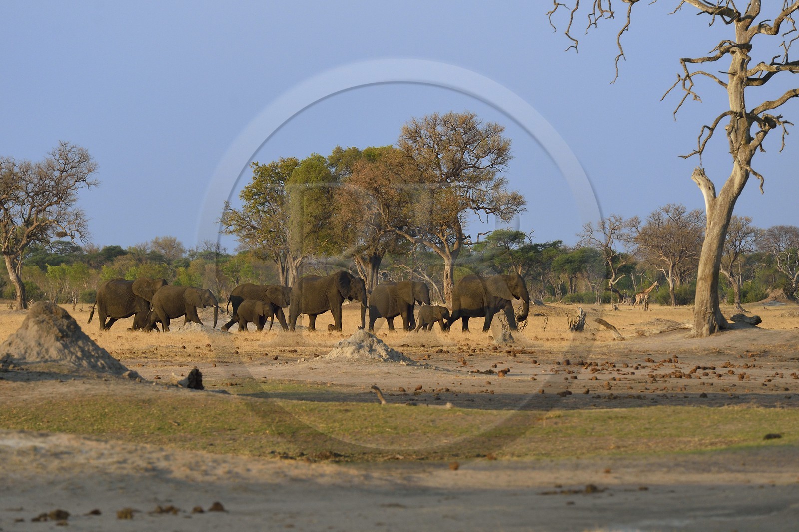 Zimbabwe, province de Matabeleland septentrional, parc national Hwange, éléphants sauvages d'Afrique (Loxodonta africana) dans la savane