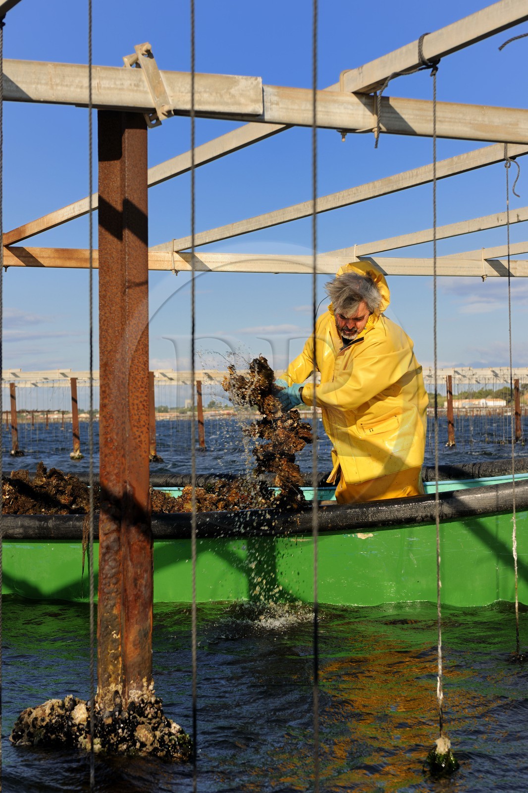 France, Hérault (34), Bouzigues, étang de Thau, l'élevage en suspension sur des cordes dans le parc à huîtres