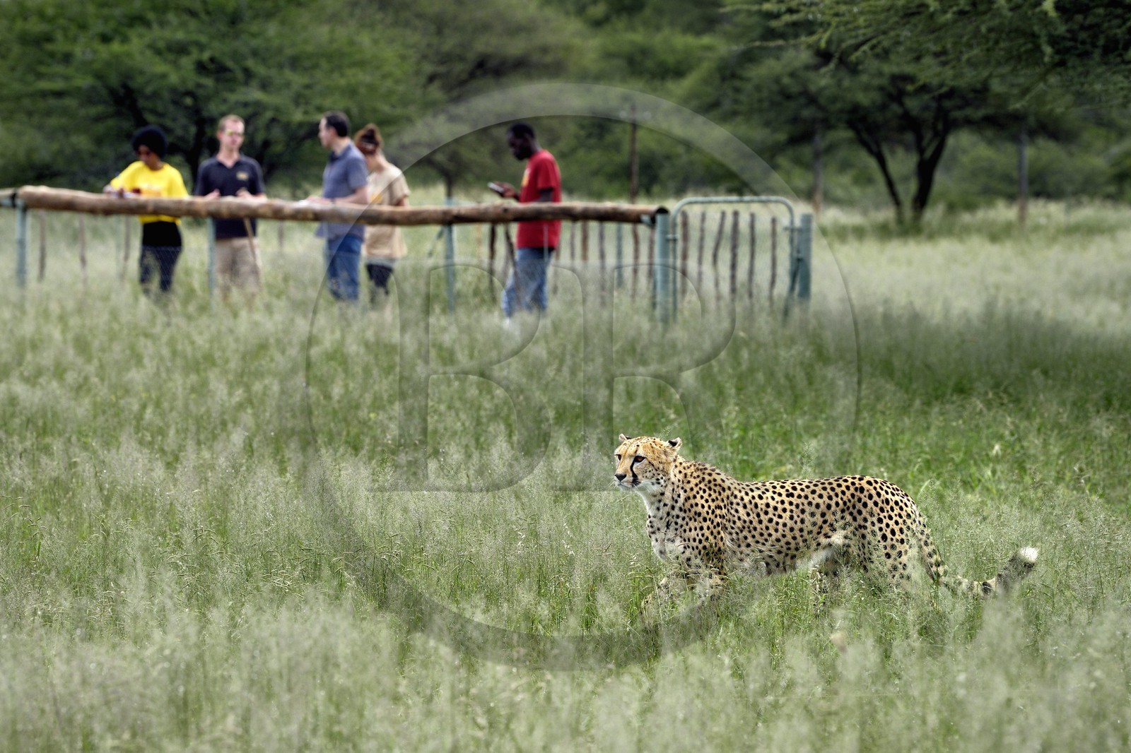 Namibie, Otjiwarongo, Cheetah Conservation Fund, centre de recherche et d'éducation, observation des guépards (Acinonyx jubatus) depuis un enclos