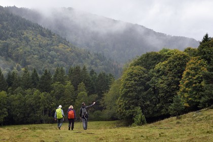 France, Vosges, Ballons des Vosges Regional Natural Park, Saint Maurice sur Moselle, hikers crossing the chaume des Neuf Bois meadow and the forest in the background