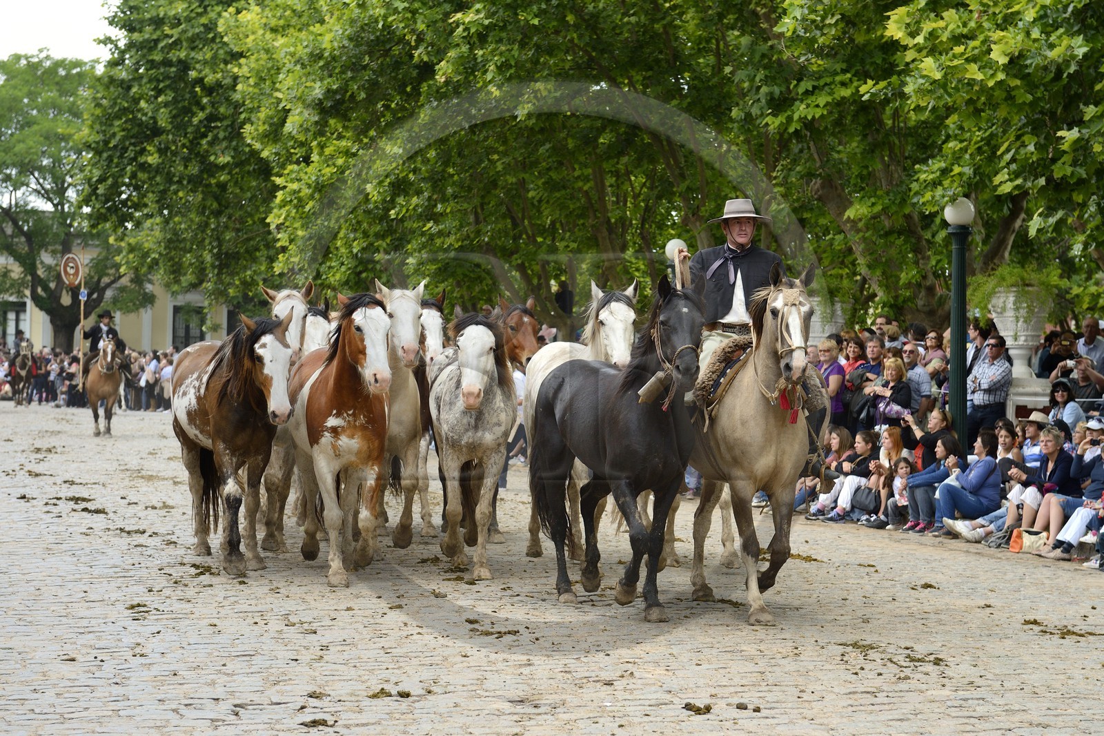 Argentine, province de Buenos Aires, San Antonio de Areco, fête du Jour de la Tradition (Dia de la Tradicion), gaucho présentant son troupeau de chevaux