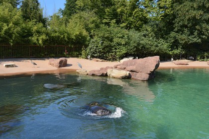 France, Haut Rhin, Mulhouse, botanical and zoological park, southern sea lion (otaria byronia)