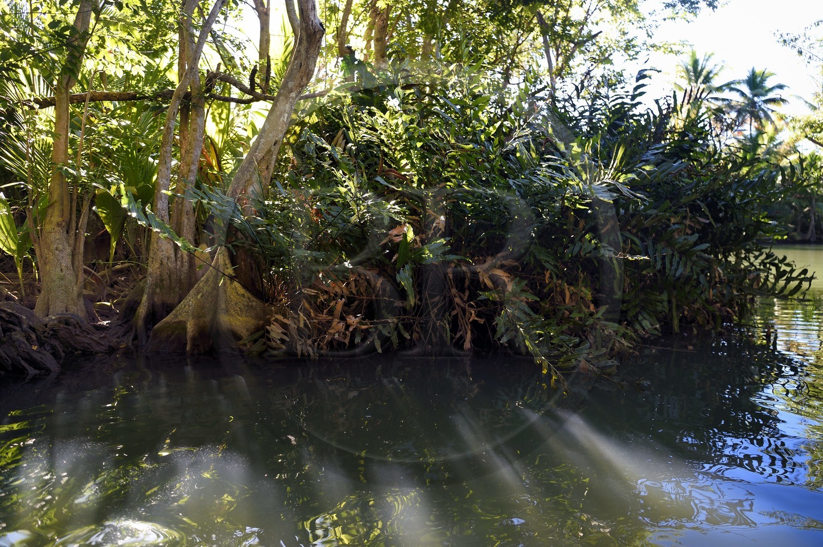 Caribbean, Dominica Island, Portsmouth, the banks of the Indian River