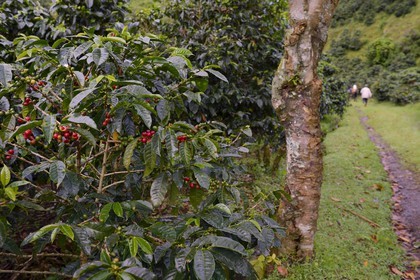 Panama, province de Chiriqui, Boquete, plantation de café Finca Lerida sur les pentes du volcan Baru