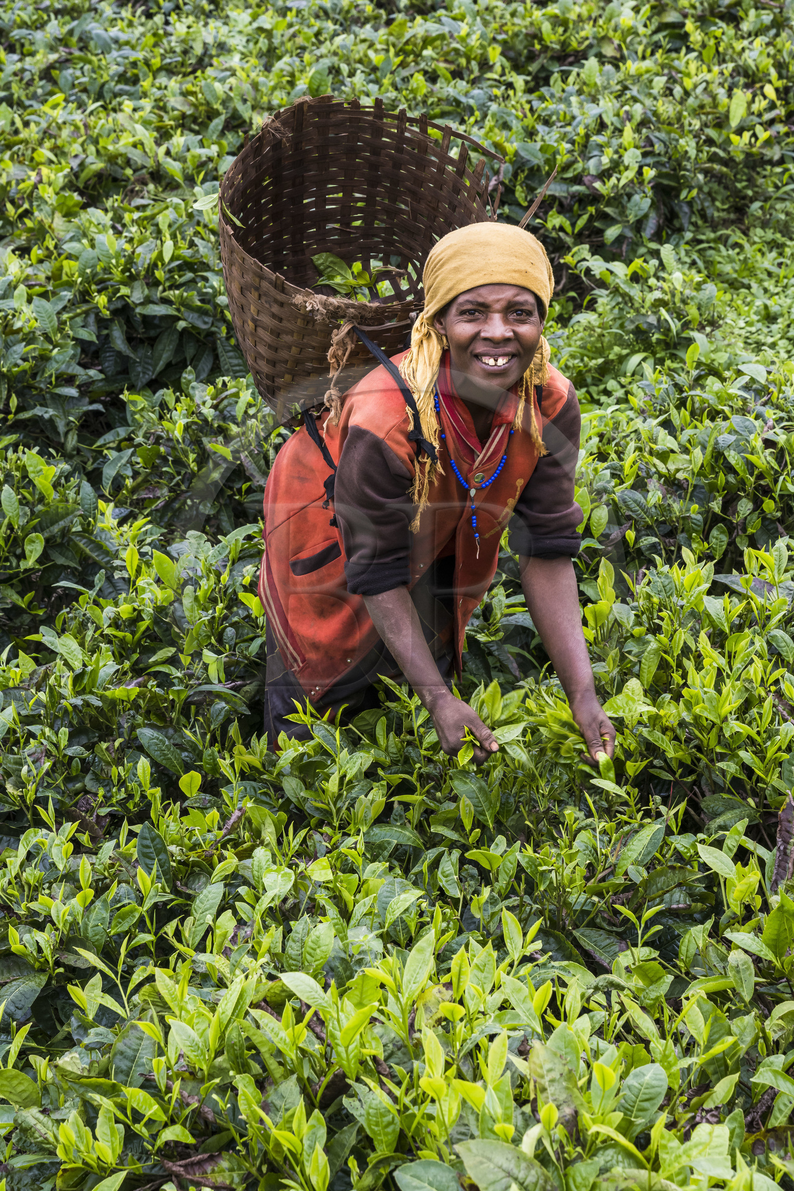 Rwanda, Western Province, Nyakabuye, picking tea in a tea plantation