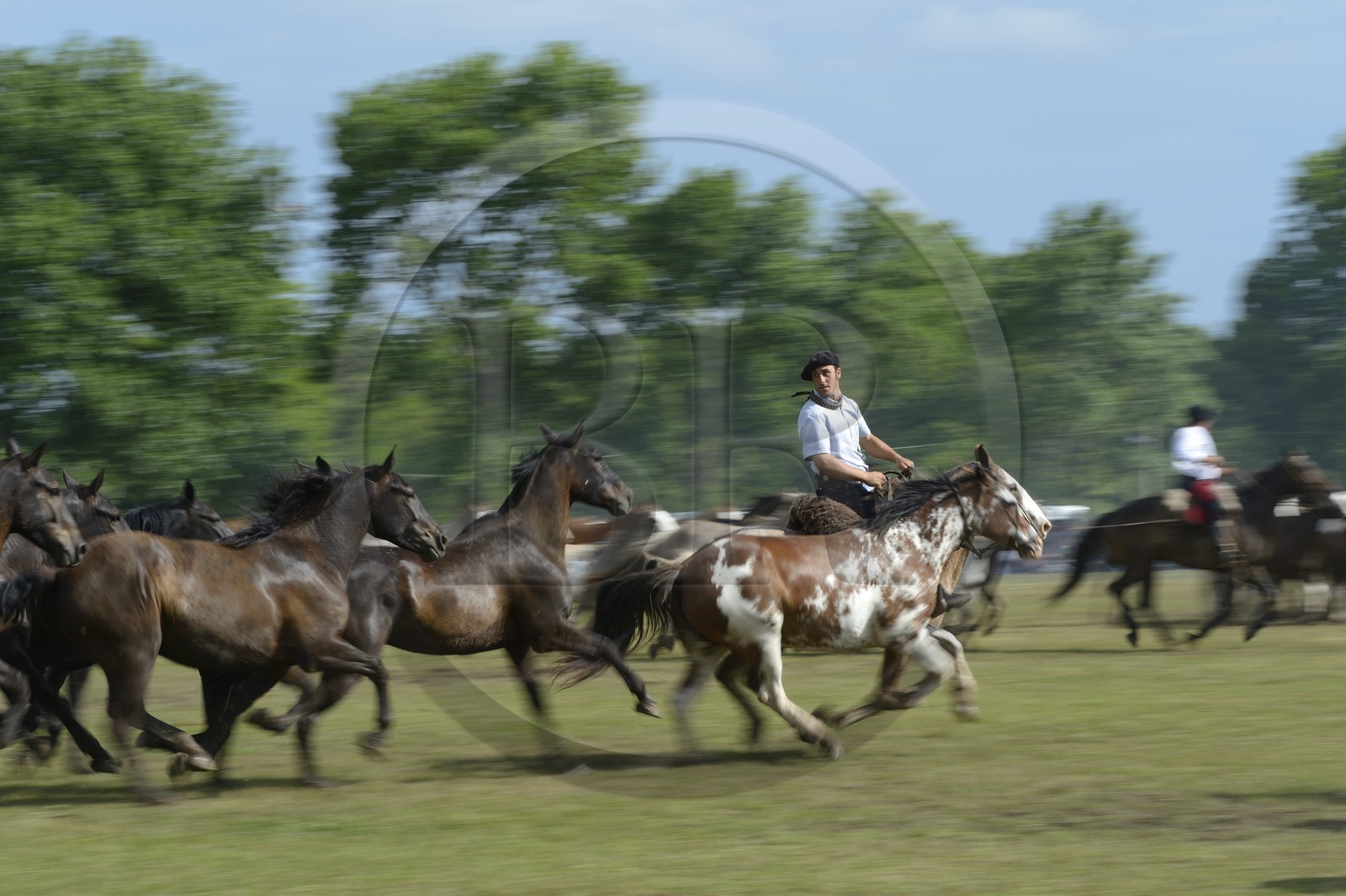 Argentina, Buenos Aires Province, San Antonio de Areco, Tradition Day festival (Dia de Tradicion), matched-together horse herds (Entrevero de tropillas)