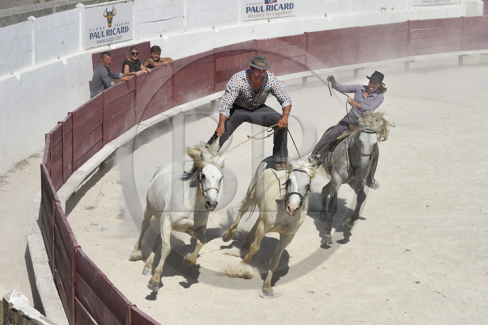 France, Bouches-du-Rhône (13), Parc naturel régional de Camargue, étang de Vaccares, démonstration avec des chevaux de Camargue aux arènes du domaine de Méjanes